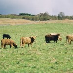 Highland Cattle at Loch Rannoch.