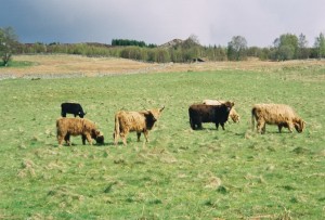 Highland Cattle at Loch Rannoch.