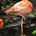 Pink Flamingo at Butterfly gardens, near Victoria, B.C. Photo by Colin MacGregor Stevens.