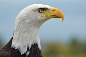 Head of a Bald Eagle - This one was in a rescue facility.