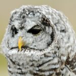 Bard Owl. Photo by Colin MacGregor Stevens.