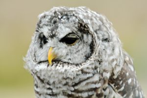 Bard Owl. Photo by Colin MacGregor Stevens.