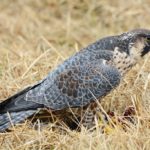 Peregrine Hawk in Richmond, B.C. Photo by Colin MacGregor Stevens.