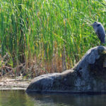 Great Blue Heron, Vancouver, B.C. Photo by Colin MacGregor Stevens.