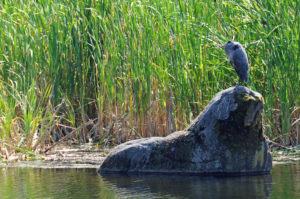 Great Blue Heron, Vancouver, B.C. Photo by Colin MacGregor Stevens.