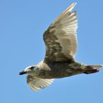 Seaqgull in flight. Photo by Colin MacGregor Stevens.