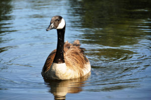 Canada Goose swimming, Vancouver, B.C. Photo by Colin MacGregor Stevens.