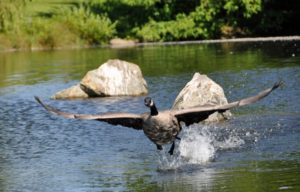 Canada Goose taking off, Vancouver, B.C. Canada. Photo by Colin MacGregor Stevens.