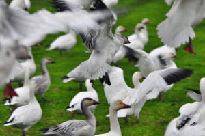 Snow Geese taking off, Richmond, B.C. Photo by Colin MacGregor Stevens.