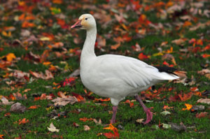 Snow Goose walking in Richmond, B.C. Photo by Colin MacGregor Stevens