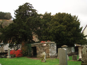 Ancient yew tree at Fortingall Churchyard Scotland. Photo by CMS