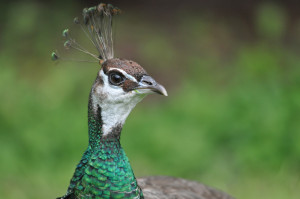 Peacock in park inj Victoria, B.C. Photo by Colin MacGregor Stevens.
