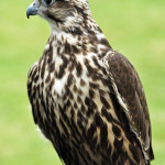 Hunting bird (falcon?) at the Highland Games Victoria 2012 May