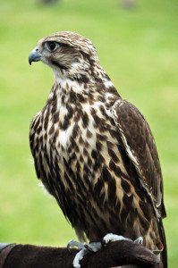 Hunting bird (falcon?) at the Highland Games Victoria 2012 May