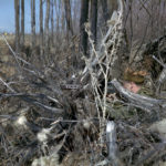 Side view of sniper hidden in brush. 1970 approx FNC1 or C1A1 w C1 scope sniper Training, Camp Ipperwash Ontario (L&AC MIKAN 4235659)