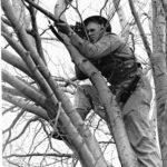 Canadian sniper in a tree