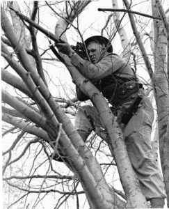 Canadian sniper in a tree