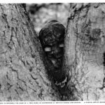 British snioper with facemask peering out from between "V" of tree trunks.