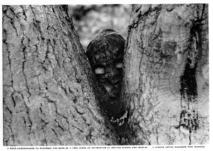 British snioper with facemask peering out from between "V" of tree trunks.