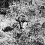 Dummy head as a decoy for enemy snipers.