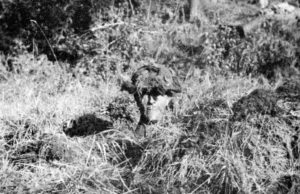 Dummy head as a decoy for enemy snipers.