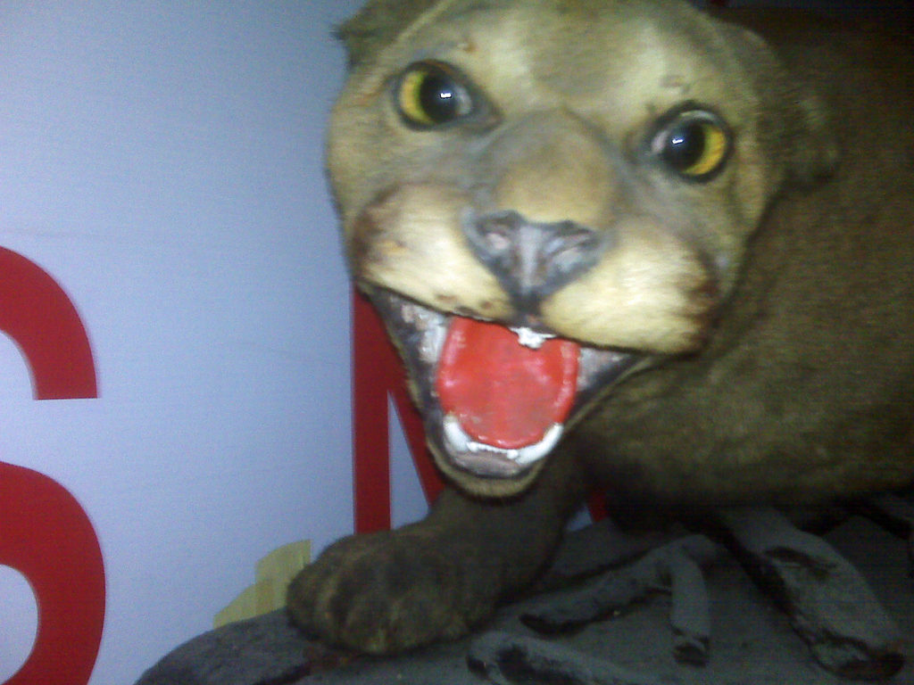 Stuffed cougar used for recruiting and in Sgts Mess found in attic