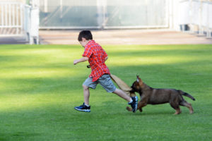 "Another bad guy caught by the dog squad's youngest member." (D7100a 020)