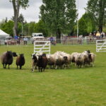 Victoria Highland Games 2013 150th sheepdog herding sheep - 18