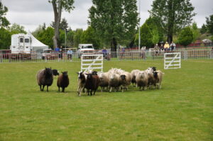 Victoria Highland Games 2013 150th sheepdog herding sheep - 18