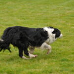 Victoria Highland Games 2013 150th sheepdog herding sheep - 19