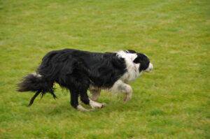 Victoria Highland Games 2013 150th sheepdog herding sheep - 19