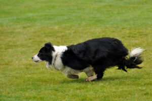 Victoria Highland Games 2013 150th sheepdog herding sheep - 21