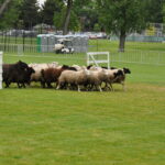 Victoria Highland Games 2013 150th sheepdog herding sheep - 23