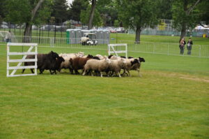 Victoria Highland Games 2013 150th sheepdog herding sheep - 23