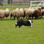 Victoria Highland Games 2013 150th sheepdog herding sheep - 29