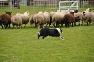 Victoria Highland Games 2013 150th sheepdog herding sheep - 29