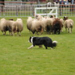 Victoria Highland Games 2013 150th sheepdog herding sheep - 30