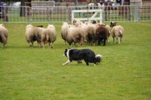 Victoria Highland Games 2013 150th sheepdog herding sheep - 30