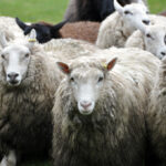 Victoria Highland Games 2013 150th sheepdog herding sheep - 38