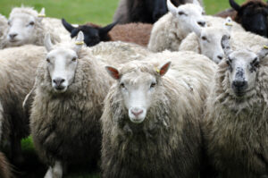 Victoria Highland Games 2013 150th sheepdog herding sheep - 38