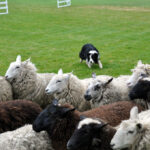 Victoria Highland Games 2013 150th sheepdog herding sheep - 42