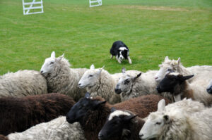 Victoria Highland Games 2013 150th sheepdog herding sheep - 42