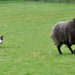 Victoria Highland Games 2013 150th sheepdog herding sheep - 45