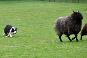 Victoria Highland Games 2013 150th sheepdog herding sheep - 45