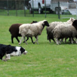 Victoria Highland Games 2013 150th sheepdog herding sheep - 50