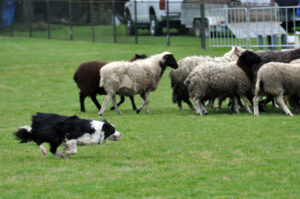 Victoria Highland Games 2013 150th sheepdog herding sheep - 50