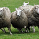 Victoria Highland Games 2013 150th sheepdog herding sheep - 55