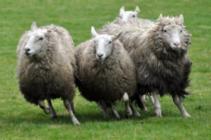 Victoria Highland Games 2013 150th sheepdog herding sheep - 55