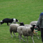 Victoria Highland Games 2013 150th sheepdog herding sheep - 58