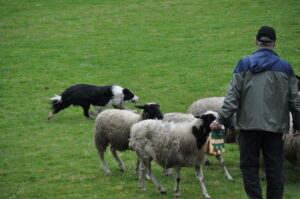 Victoria Highland Games 2013 150th sheepdog herding sheep - 58